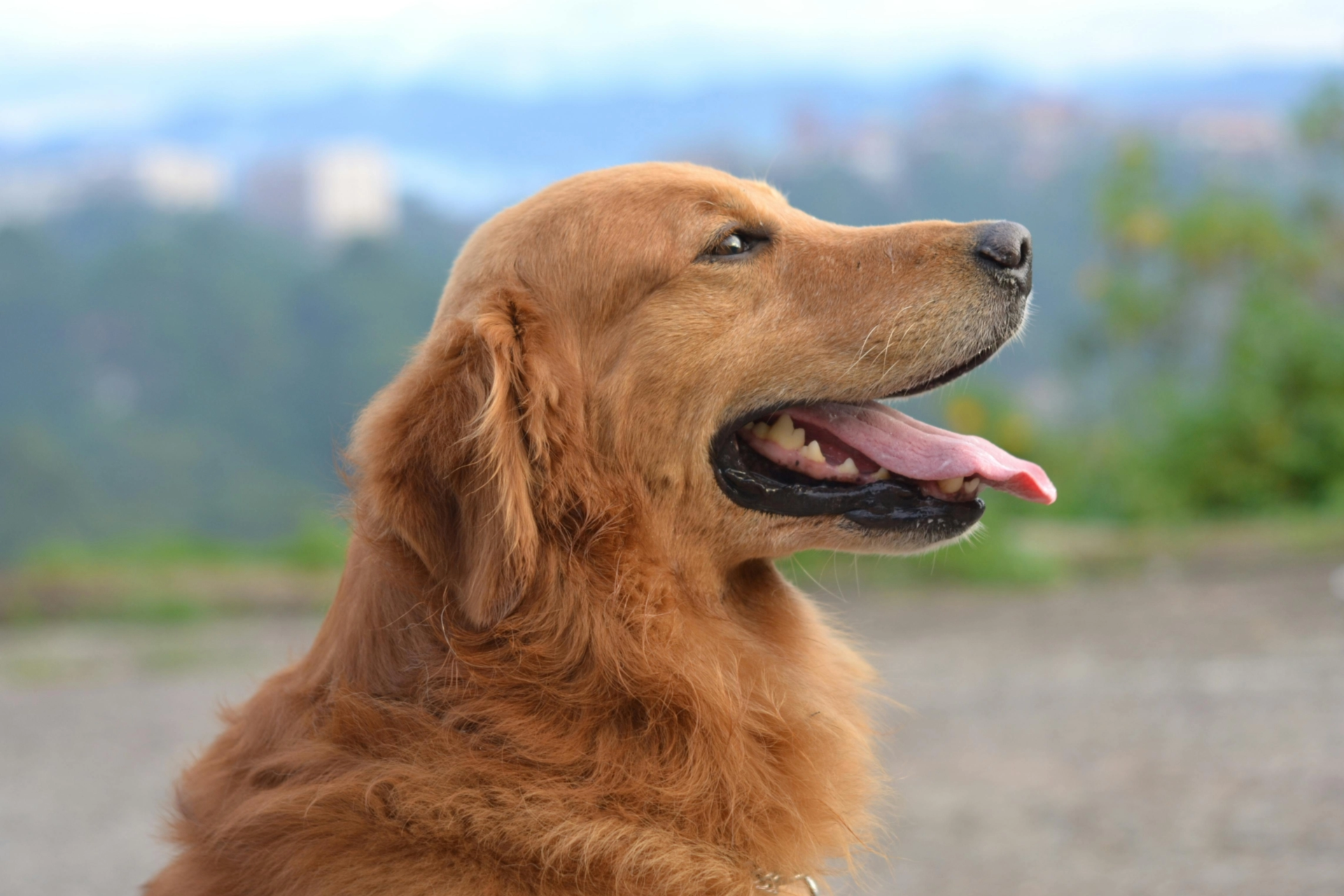 Perro activo y saludable